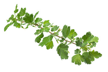 Young gooseberry leaf