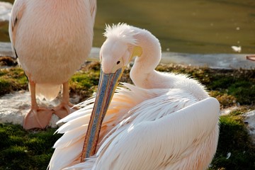 pelican