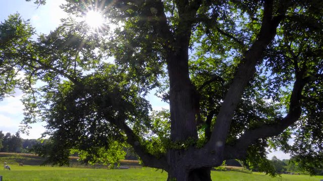 Wundersch&ouml;n alter Baum im Gegenlicht mit Sonnen Reflexen