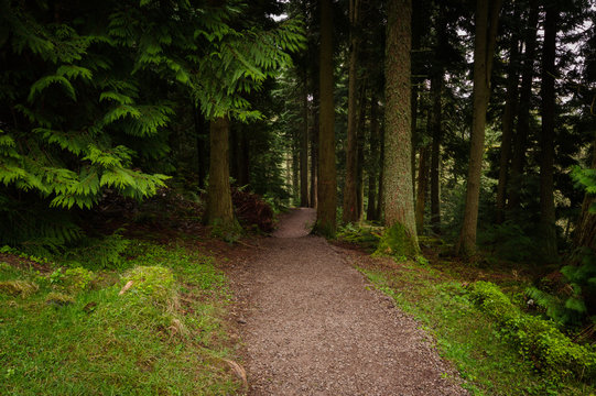 Footpath in Whinlatter Forest