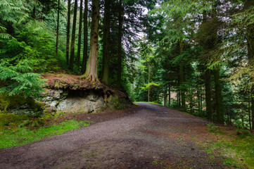 Footpath leading through trees