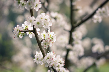 White tree blossom