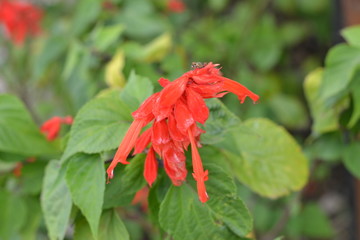 Red flowers that spoil the eyes