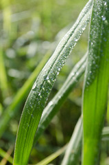 Wet Grass Morning Sunshine