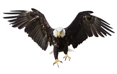 Tuinposter Bald Eagle vliegt met Amerikaanse vlag © Lukas Gojda
