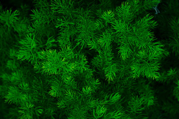 Green leaf background pattern