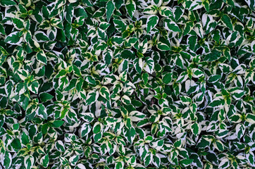 Fototapeta premium white and Green leaf for background