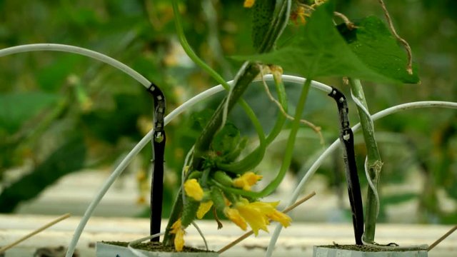 Growing cucumbers in the greenhouse by method of drip irrigation. Smooth camera movement.