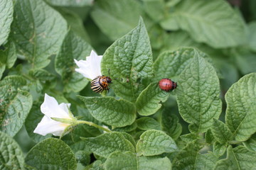Larva and adult Colorado potato beetle (Leptinotarsa decemlineata) on potato leaves