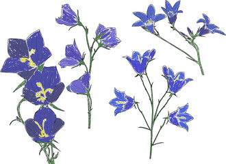 four blue campanula flowers sketches on white