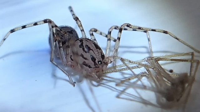 Spider tying to eat alittle more frome its finished prey