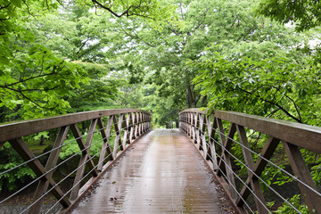 Obraz premium wooden bridge in the forest