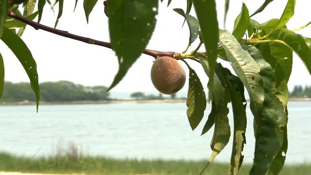A single peach hangs from tree by shoreline at Bennets Neck Pocasset Bourne Cape Cod