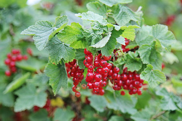 Berries ripe juicy red currants on a branch in the garden