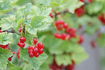 Berries ripe juicy red currants on a branch in the garden