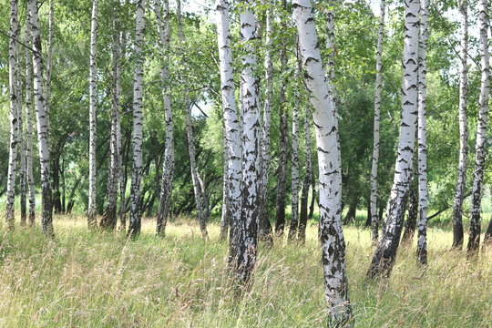 Beautiful white birches in summer in birch grove