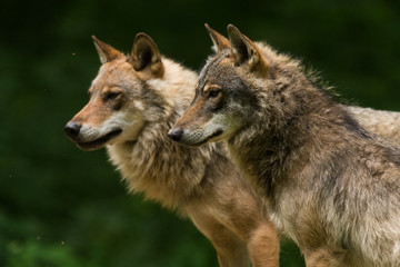 Naklejka na ściany i meble Grey Wolf (Canis lupus) 