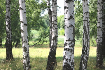 Obraz premium Beautiful white birches in summer in birch grove