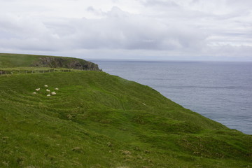 Schafweide an Schottischer Steilk&uuml;ste