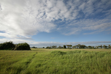Fototapeta premium African savannah summer pictrures wild safari Tanzania Rwanda Botswana Kenya