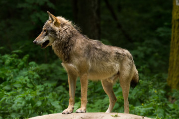 Obraz premium Grey Wolf (Canis lupus) 