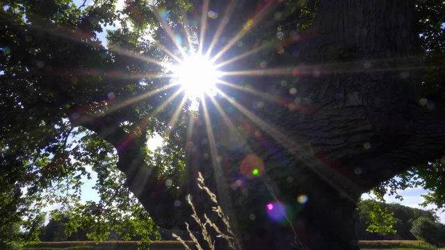 Wundersch&ouml;n alter Baum im Gegenlicht mit Sonnen Reflexen