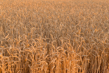 Golden wheat field and sunny day