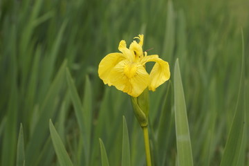 Obraz premium Sumpf-Schwertlilie, gelbe Iris
