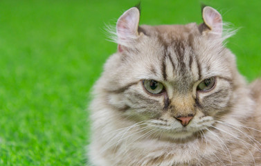 American Curl cat on green artificial grass and free space for some text