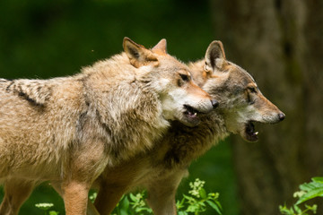 Grey Wolf (Canis lupus) 
