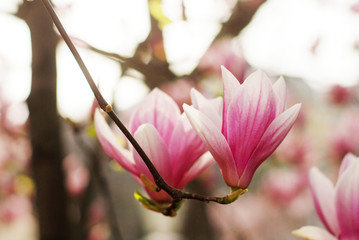 Fototapeta na wymiar Magnolia flowers blossom