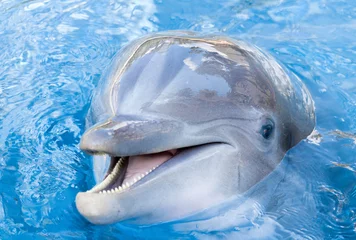 Schilderijen op glas dolphin in the water close look © TonsOfBackgrounds