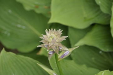 sternförmige Blüte im Teich
