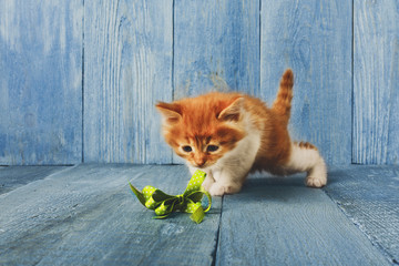 Fototapeta na wymiar Red orange kitten at blue wood