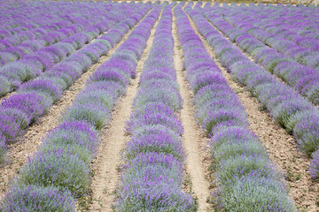 Fototapeta na wymiar Beautiful purple lavender flowers field, perspective