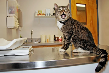 Tabby cat's disgruntled visit to the vet.
