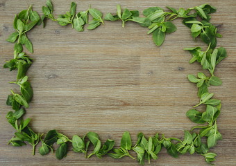 Rectangle shape frame made of orach saltbush green leaves on wooden background. First spring summer crop. Healthy food, gardening. Wild organic edible plants. Copy space