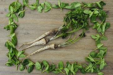 Parsley root in rectangle shape frame of wild edible green leaves on wooden background. Parsnips, first spring summer crop. Healthy food, gardening.