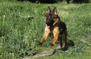 German shepherd runs in the summer park