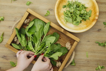 Hand putting fresh organic spinach plants leaves on a tray. Wooden plate with greens. First spring summer crop. Vegetarian vegan healthy food. Grow your own, eat local produce