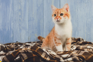 Obraz na płótnie Canvas Ginger cat sitting on plaid blanket
