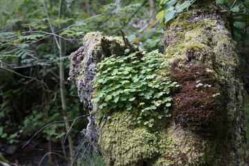 Moos und Sauerklee auf abgestorbenem Baum im Wald