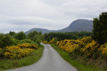Schmale Strasse in den Schottischen Highlands mit blühendem gelbem Ginster gesäumt