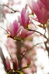 Magnolia flowers blossom