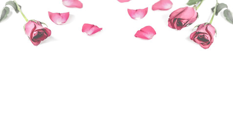 Pink rose with leaves isolated on white background for valentine's day or romantic event.(vintage effect)