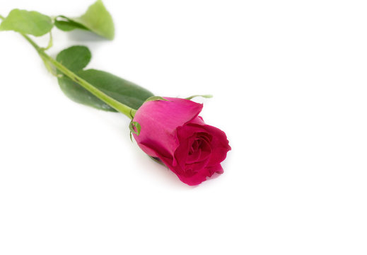 Pink rose with leaves isolated on white background for valentine's day or romantic event.(selective focus)