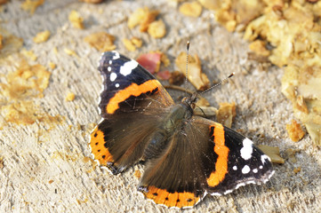 Kleiner Fuchs - Aglais