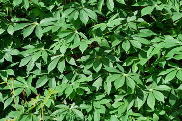 Green leaves backgrounds