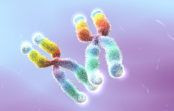XX chromosomes with highlighted telomeres, illustration