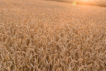 Naklejka premium Golden wheat field and sunny day